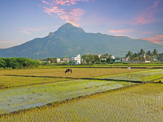 The holy mountain  Arunachala in Tamil Nadu India at sunrise