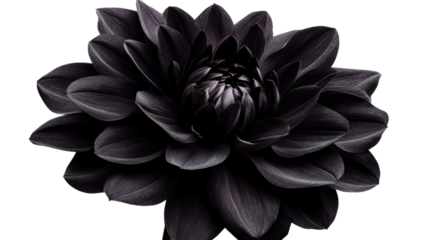 Blooming dark dahlia flower with transparent background