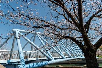 潮風の丘緑地 桜と潮風橋