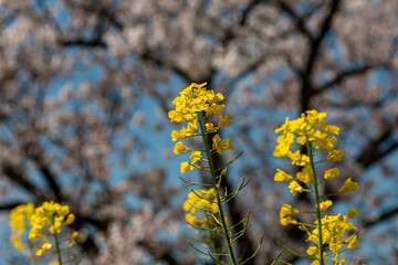 菜の花と桜