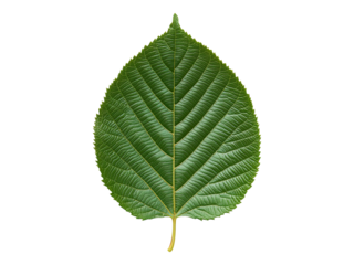 chestnut leaf