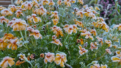 Flowers in frost, frozen plants. Roses in snow.
