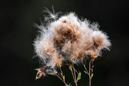 Hairy fluffy thistles, closeup on black background.