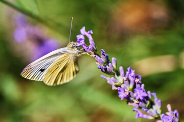 Yellow butterfly pollinates lavender flower.
