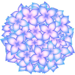 Hydrangea flower, illustration 