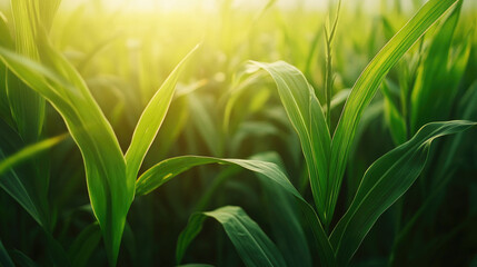 Fototapeta premium Lush Green Cornfield at Sunset Nature Photography