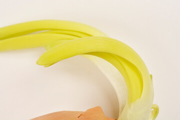 A close-up of a sprouting onion, focusing on the green shoots set against a neutral background