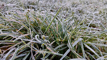 Flowers in frost, frozen plants. Roses in snow.
