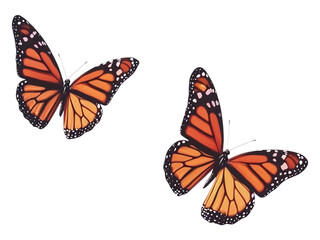 beautiful monarch butterflies