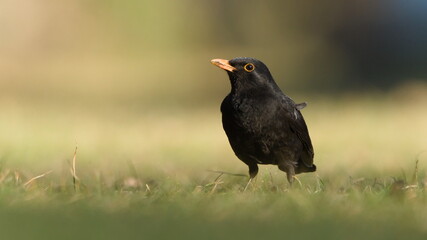 Eurasian blackbird aka the common blackbird or turdus merula is searching worms in the grass. Close-up portrait.