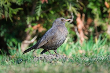 Eurasian blackbird aka the common blackbird or turdus merula female is searching worms in the grass. Close-up portrait.