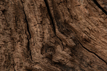 Macro texture of natural dry wood, oak
