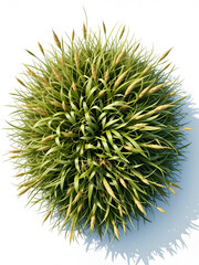 Wild field grass, top view, isolated on a transparent background, 3d illustration, cg render. Pinnacle. Illustration