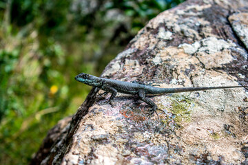 Exotic plants and trees in tropical forest