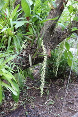 Exotic plants and trees in tropical forest