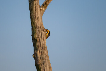 Haubenbartvogel - Crested Barbet im Busch vom Krüger National Park - Kruger Nationalpark Südafrika