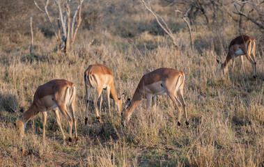 Impalas auch Schwarzfersenantilope oder Schwarznasenimpala genannt, im Busch vom Krüger National Park - Kruger Nationalpark Südafrika