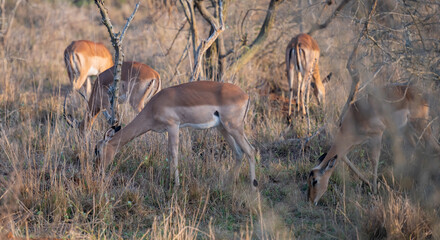 Impalas auch Schwarzfersenantilope oder Schwarznasenimpala genannt, im Busch vom Krüger National...