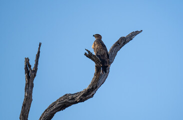 Schreiadler - Lesser Spotted Eagle im Busch vom Krüger National Park - Kruger Nationalpark Südafrika