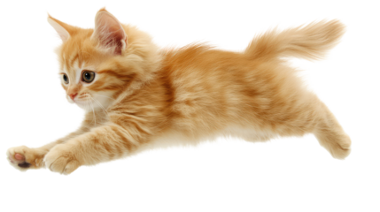 Energetic orange kitten jumping gracefully with tiny paws showcasing playful spirit and enthusiasm for life