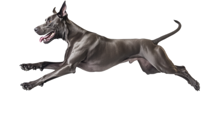 Great Dane Leaping Gracefully in Action with Strong Muscles and Energetic Pose Captured in a Dynamic Moment