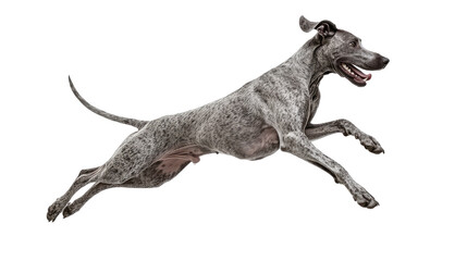 Great Dane Leaping with Graceful Elegance Showcasing Its Massive Frame and Energy in Action