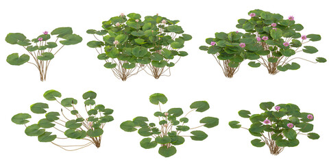 collection of Nymphaea,Northern plants on transparent background