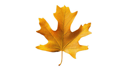 Obraz premium Golden maple leaf falling on transparent background during autumn