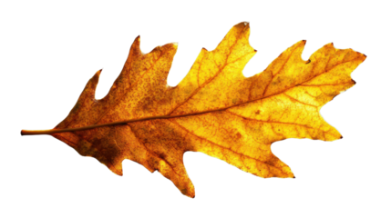 Golden brown oak leaf showing autumn colors on transparent background