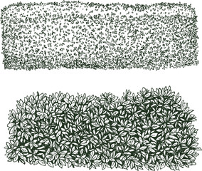 Green hedge in hand drawn engraving sketch style. Set of pen and ink leaf bushes. Vintage monochrome vector illustration.