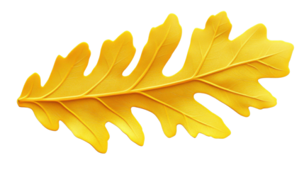 Vibrant yellow oak leaf showing autumn colors on transparent background
