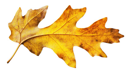 Fototapeta premium Golden brown oak leaf isolated on transparent background representing autumn season