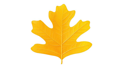 Obraz premium Bright yellow sassafras leaf showing fall colors on transparent background