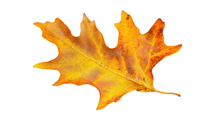 Obraz premium Vibrant yellow oak leaf isolated on transparent background representing autumn season