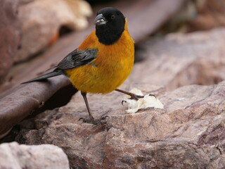 Black-hooded sierra finch from Argentina