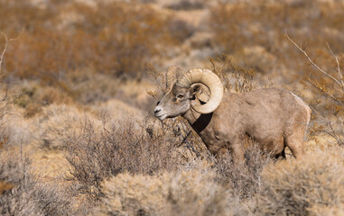 Desert Bighorn Sheep Ram in Valley of Fire State Park Nevada in Winter