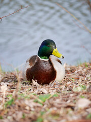 Mallard duck. Portrait of a colorful drake by a pond. Animal portrait.