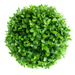 Fototapeta premium Fresh round green bush isolated on a transparent background, showcasing vibrant leaves and a symmetrical shape, fresh round green bush isolated on transparent background