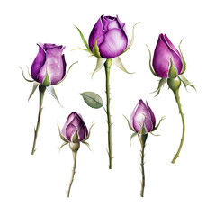Watercolor Purple Rosebuds on Transparent Background. Flower isolated clipart PNG for wedding invitation, greeting card, print design.