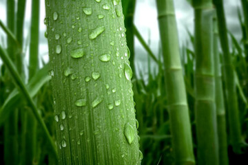 Obraz premium Fresh green plant stems glisten with water droplets in a garden setting at dawn, showcasing the beauty of nature after a refreshing rain