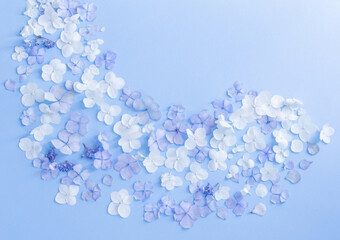 blue and white  hydrangea flowers on blue background