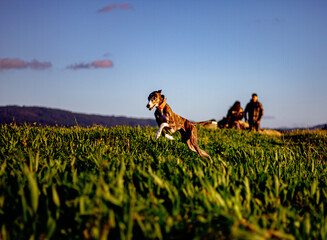 Galgo San Sadurniño