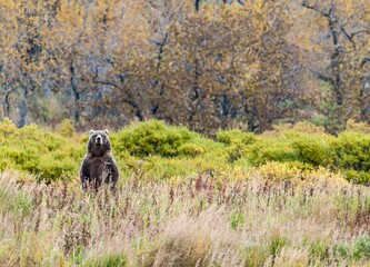 Adult Male Kodiak Brown Bear 
