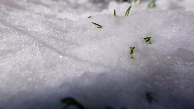 Closeup of snowdrop flowers in fast melting snow in spring morning time lapse