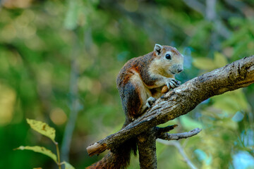 Small brown squirrel eating while sitting on thick tree branch