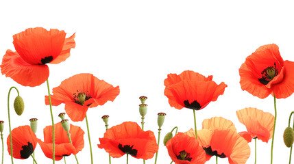 Fototapeta premium Vibrant red poppies on white background