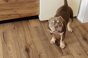 The American Bully puppy at home. Free space for text