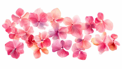 Pink hydrangea flowers on the white background. Floristic concept
