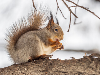 The squirrel with nut sits on tree in the winter or late autumn