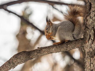 The squirrel with nut sits on tree in the winter or late autumn